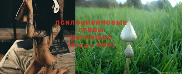 шишки Арсеньев
